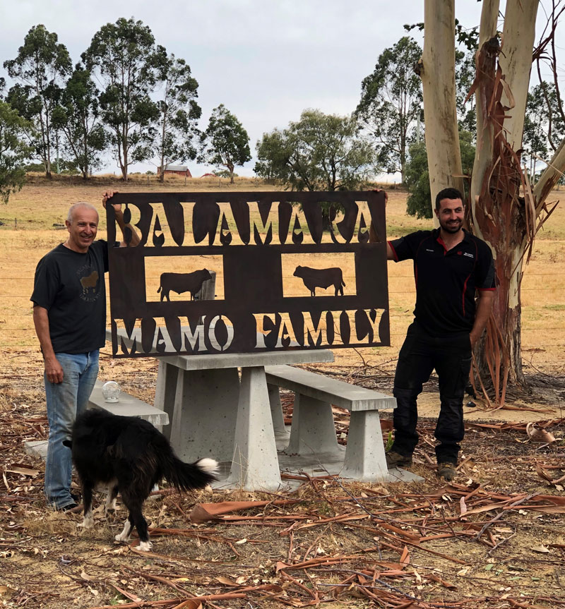 Balamara Stud - Mamo Family