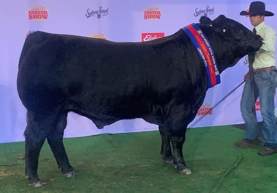 Balamara Limousin - Champion Sydney Royal